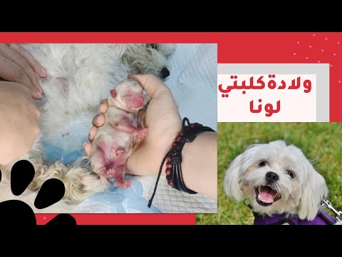 فيديو: كيف تساعد صديقك بعد أن يموت كلبه
