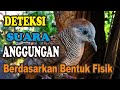 Cara Memilih Suara Anggungan Bagus Berdasarkan Ciri Fisik Perkutut Kalam Wadi Mp3 - Mp4 Download