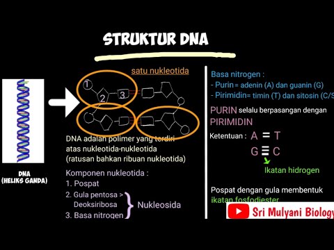 Video: Mengapa A dan T dan G dan C berpasangan dalam heliks ganda DNA?