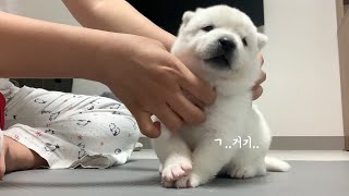 Korean Puppy(Jindo Dog)enjoys massage (feat. CocaPola CEO) |