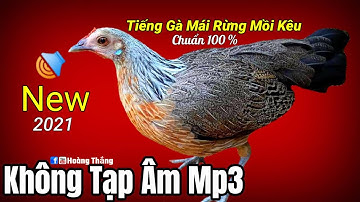 Tiếng Gà Mái Rừng Kêu Mồi Cực Chuẩn Không Tạp Âm Mp3 | Hoàng Thắng