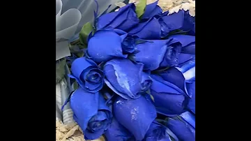 Blue Roses Bouquet No 3977 باقة ورود زرقاء رقم 3977 