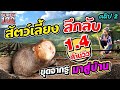 น้ำฝนเปิดกรุ! สัตว์เลี้ยงลึกลับ ขุดจากรู พาตัว......กลับบ้าน!! | SUPER100