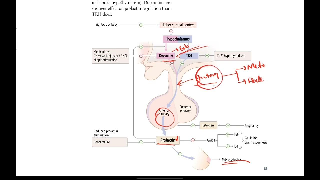 Prolactin Endocrinology 16 First Aid in Urdu/Hindi YouTube