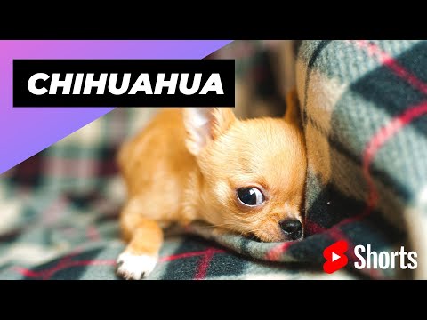 วีดีโอ: ทำไมสุนัขจะเคี้ยวหนวดสุนัขตัวอื่น?