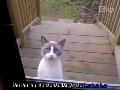Video: Mèo Nói 101