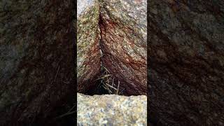 A Lot Of Snail By Along The Rock Wall