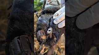 Extreme Hoof Repair 😳Satisfying Hoof Cleaning 🐄 #asmr #cowcare #animalcare #shorts