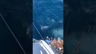 2022 Bisbee's East Cape Offshore | Reel Quest | Striped Marlin