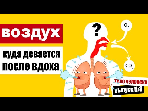 Куда девается воздух, который мы вдыхаем