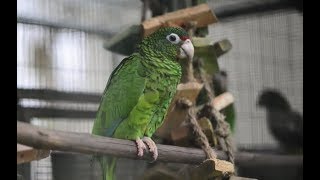 Saving the Puerto Rican Parrot – Garden & Gun