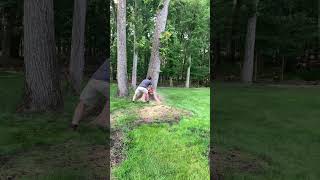 Ms461 with barkbox takes down 36” red oak