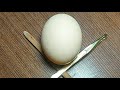 RAW EGG PEELING LIVE