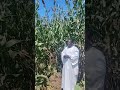 زراعة الذرة البيضاء في قرية مديم محلية قيسان بالنيل الأزرق