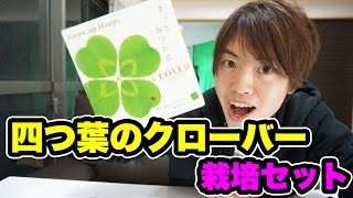 四つ葉のクローバー栽培セット!育ててみよう( ^ω^ ) 四つ葉のクローバー 検索動画27 四つ葉のクローバー栽培セット!育ててみよう( ^ω^ ) 四つ葉のクローバー 検索動画 27