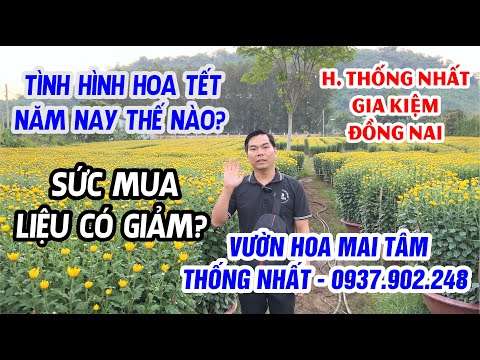 HOA CÚC CHẬU