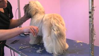 Grooming Guide  Lhasa Apso Competition Trim  ProGroomer