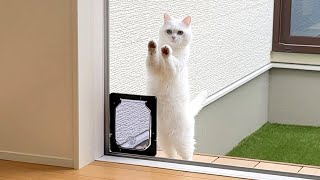 ENG) My cat mistakenly thought she was locked out!