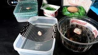DIY apple snail egg incubator (5 ways!)