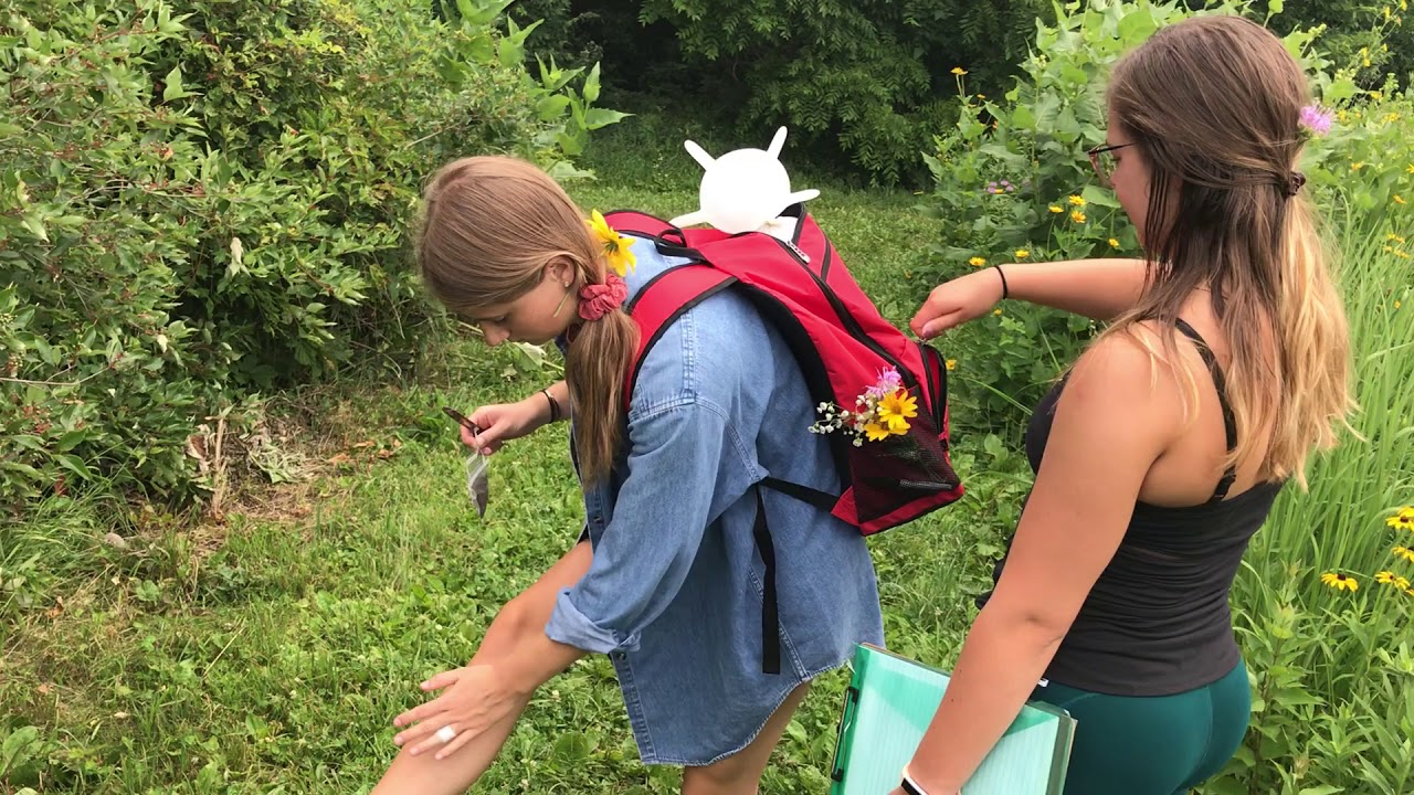 Hunting for wild yeast on the prairie at Lakeshore (UW-Madison) 
