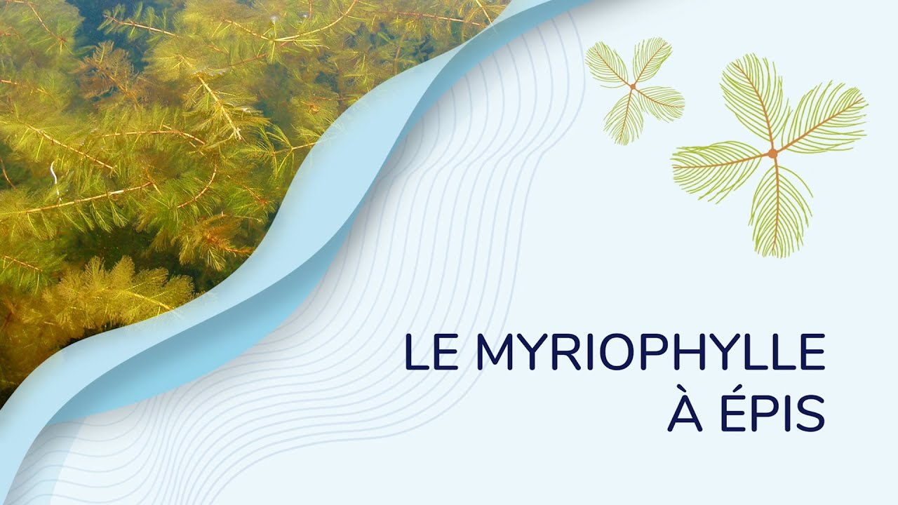 Le myriophylle à épis au lac Nairne