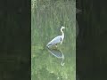 Bird in water