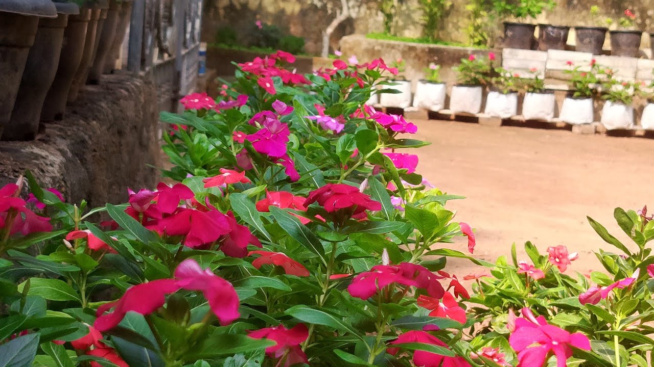 Vinca ചെടികൾ ഇത്രയും bushy ആക്കി നിർത്തുന്നത് ഇങ്ങനെ ആണ് കേട്ടോ.