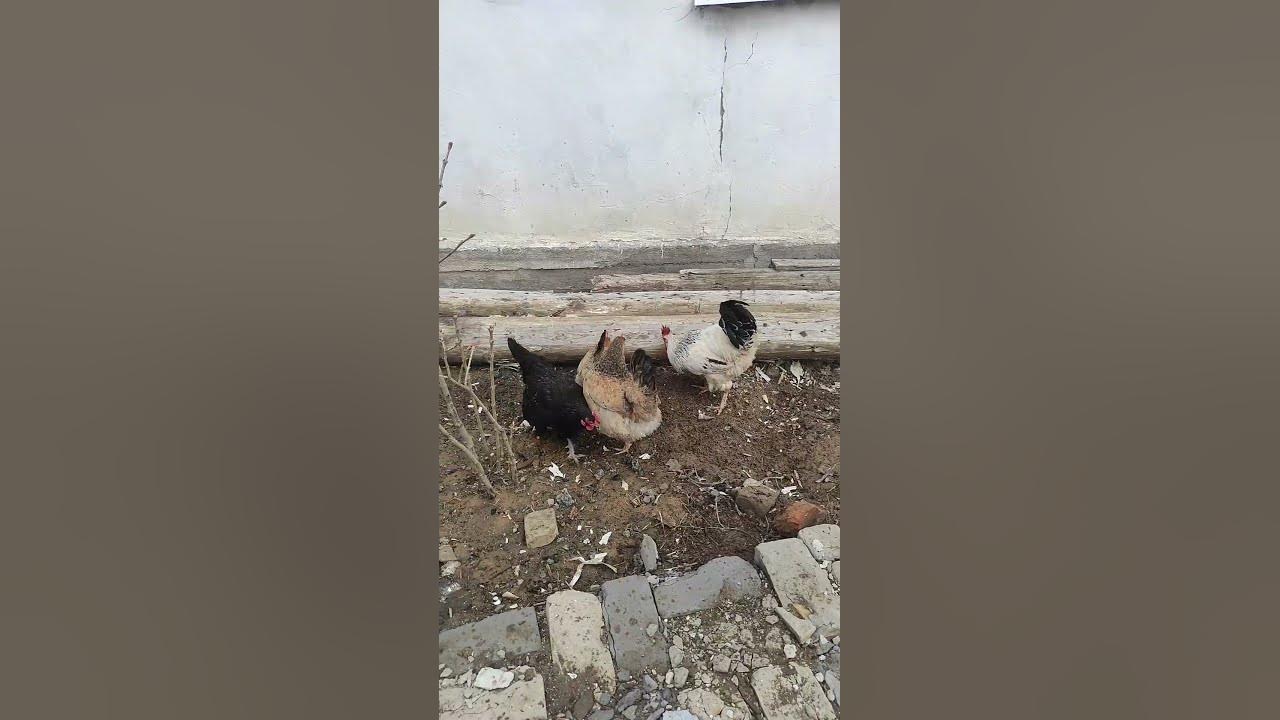 Мисс Вагинаның суреті