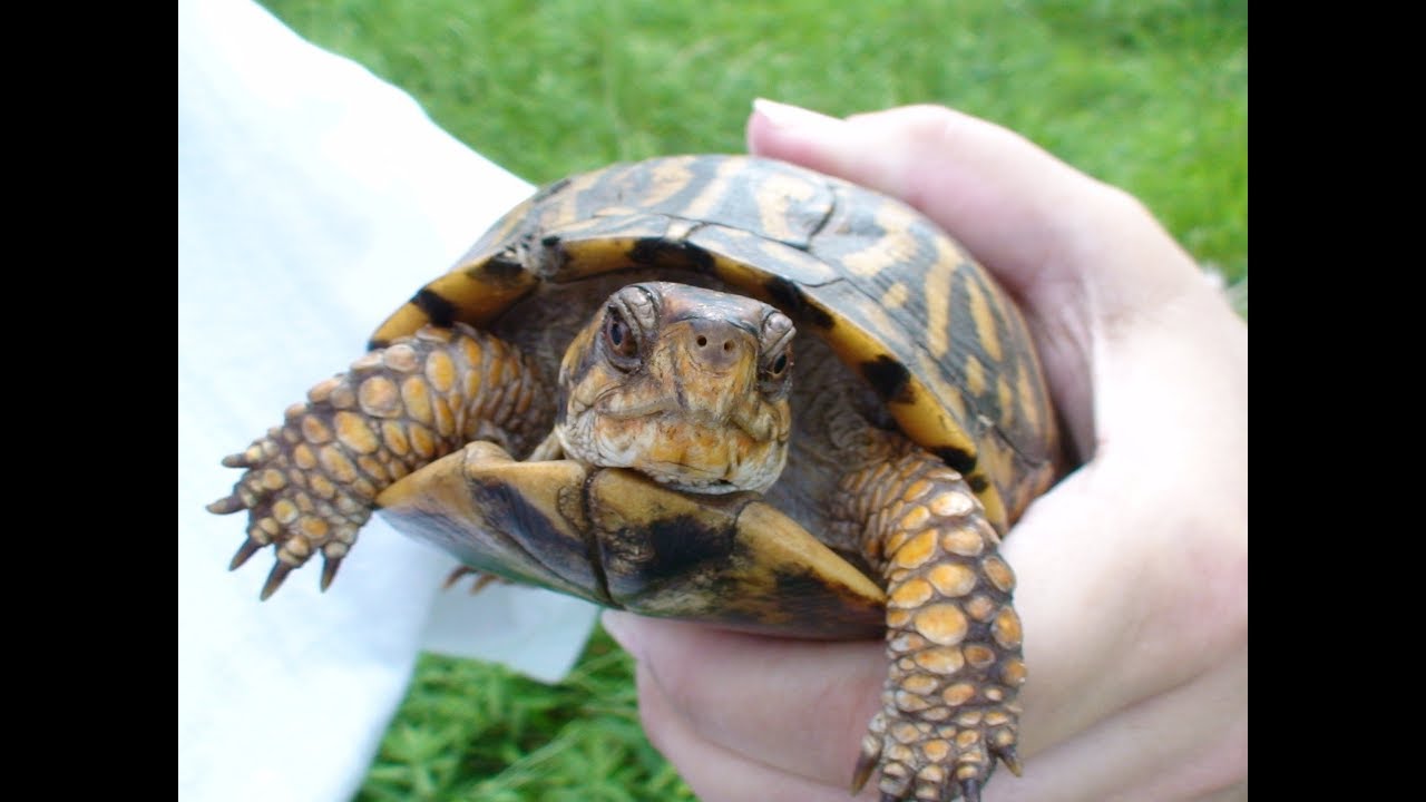 killed by death Turtles Please Slow Down