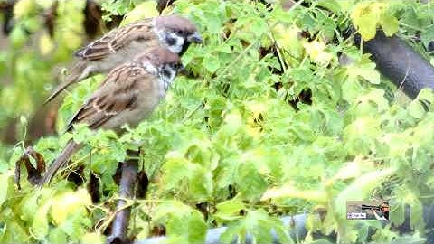Eurasian Tree Sparrow