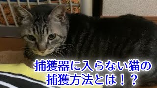 捕獲現場の様子と捕獲器に入らない猫の捕獲の仕方【TNR】