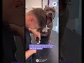Drama canino 🤣😂