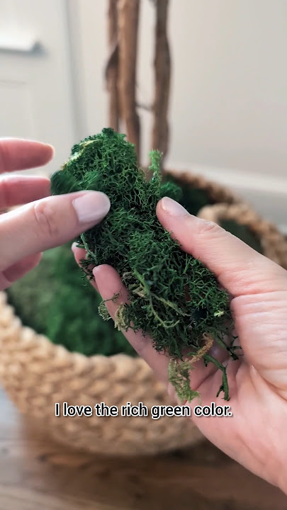 This preserved moss for potted plants looks realistic #productreview #moss #houseplants