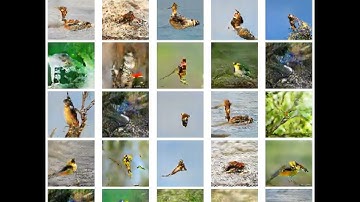 Generative adversarial text-to-image synthesis with keras
