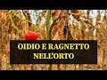 Oidio e Ragnetto nell'Orto