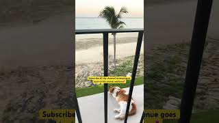 😻 the kitty is chlling out |VIPets by the traveling vet