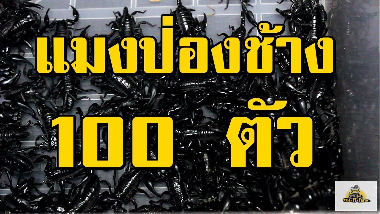 แมงป่องช้าง กินอะไรเป็นอาหาร ▶แกะกล่อง แมงป่องช้าง 100 ตัว !!