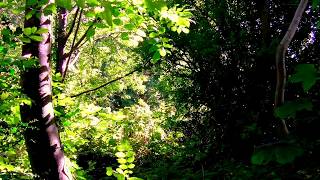 Surrounded by Trees - Relaxing with Nature