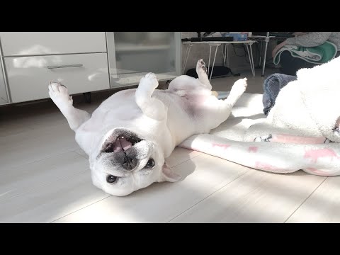 友達を隠し撮りしたらこんな顔してたw【フレンチブルドッグ frenchbulldog】