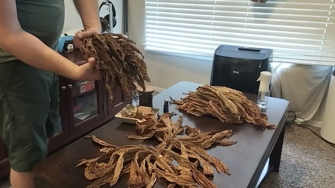 Curing and fermenting tobacco at home to make pipe tobacco. 