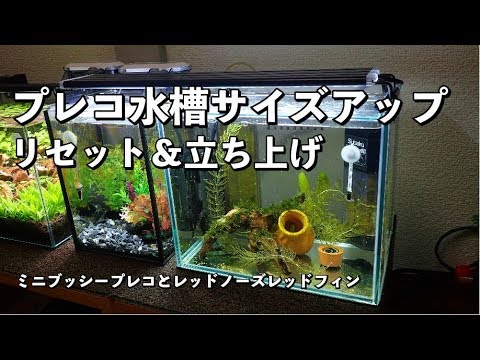 プレコ水槽のサイズアップ リセット 立ち上げ レッドノーズレッドフィンも混泳 Youtube