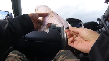 MASSIVE CUTTLEFISH BONE!!!