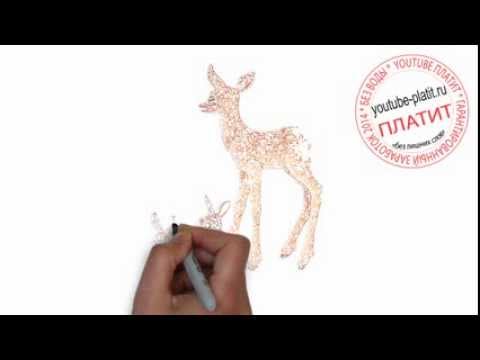Нарисованные карандашом олени  Как поэтапно нарисовать олененка