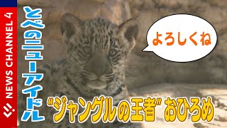 はじめまして とべ動物園“初”の赤ちゃんですNEWS CH.4