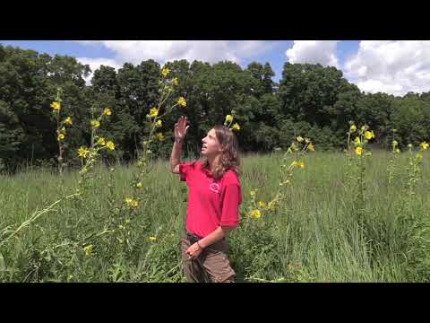 Video: Meadow Garden Compass Plant - Jifunze Kuhusu Kukuza Maua ya Compass Plant