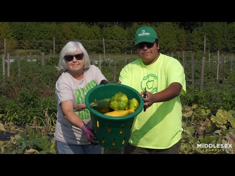 Видео: Цэцэрлэгжүүлэлтийн эгнээ тарих – Өлсгөлөн хүмүүст зориулж хүнсний ногоо тариалж, хандивлах