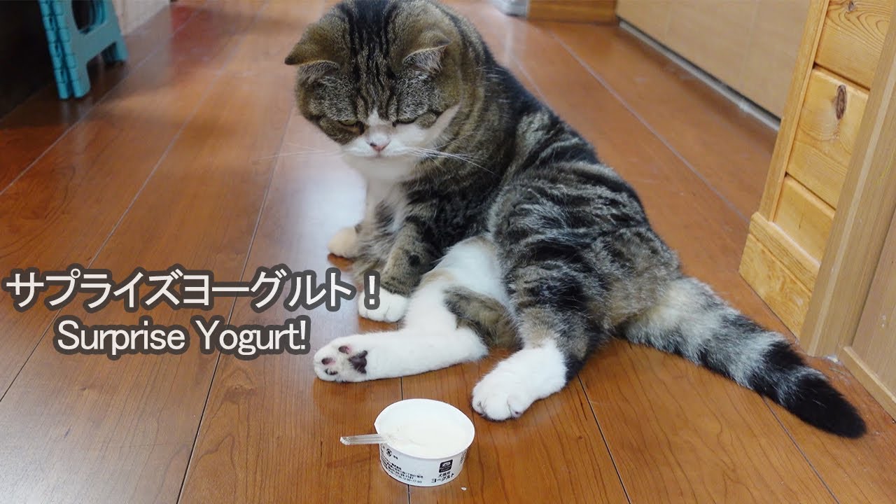 ヨーグルトとねこ。Yogurt and Cats. YouTube
