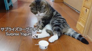 Yogurt and Cats.