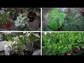 LA Flower Market - Houseplants Tour