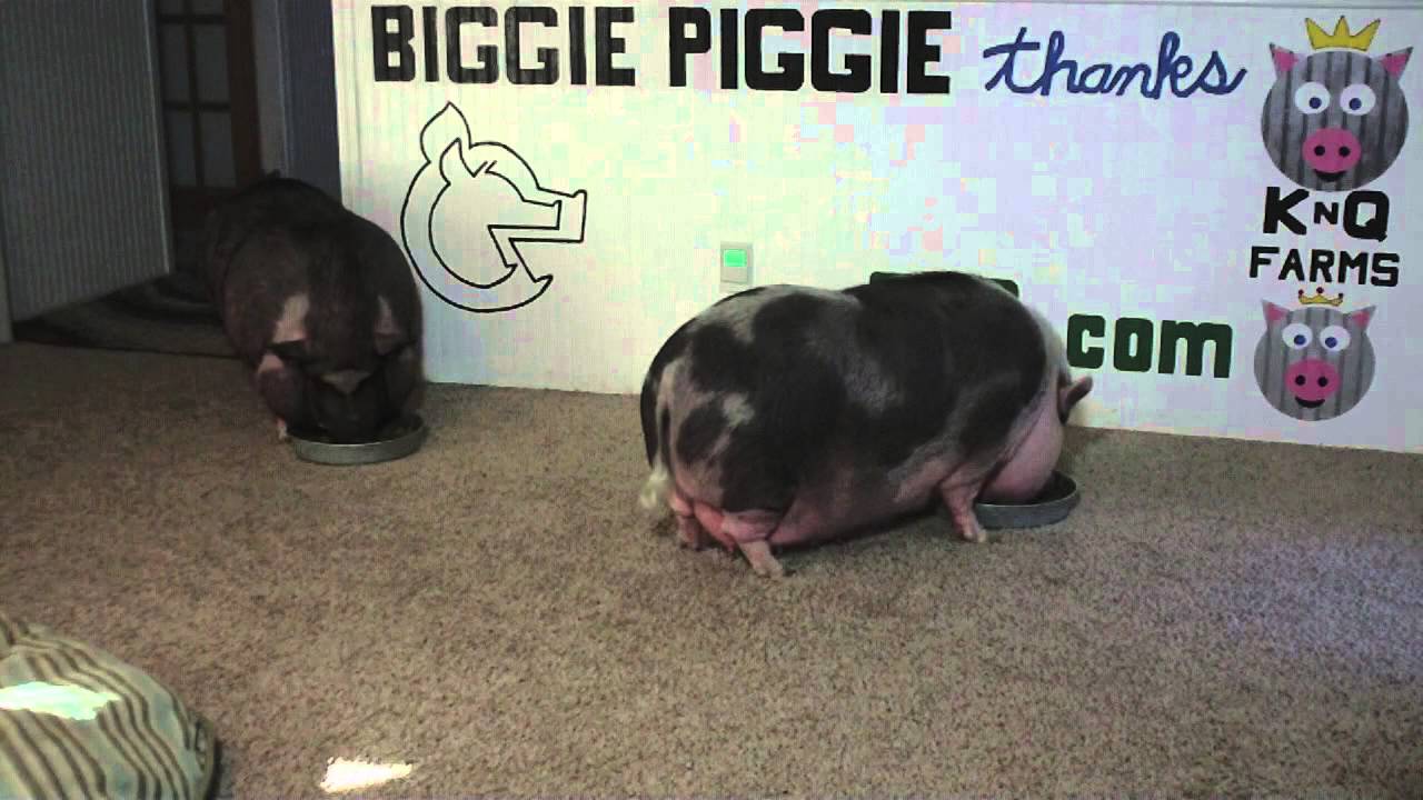 Biggie Piggie Vs Claussen Kosher Dill Pickles Spears YouTube